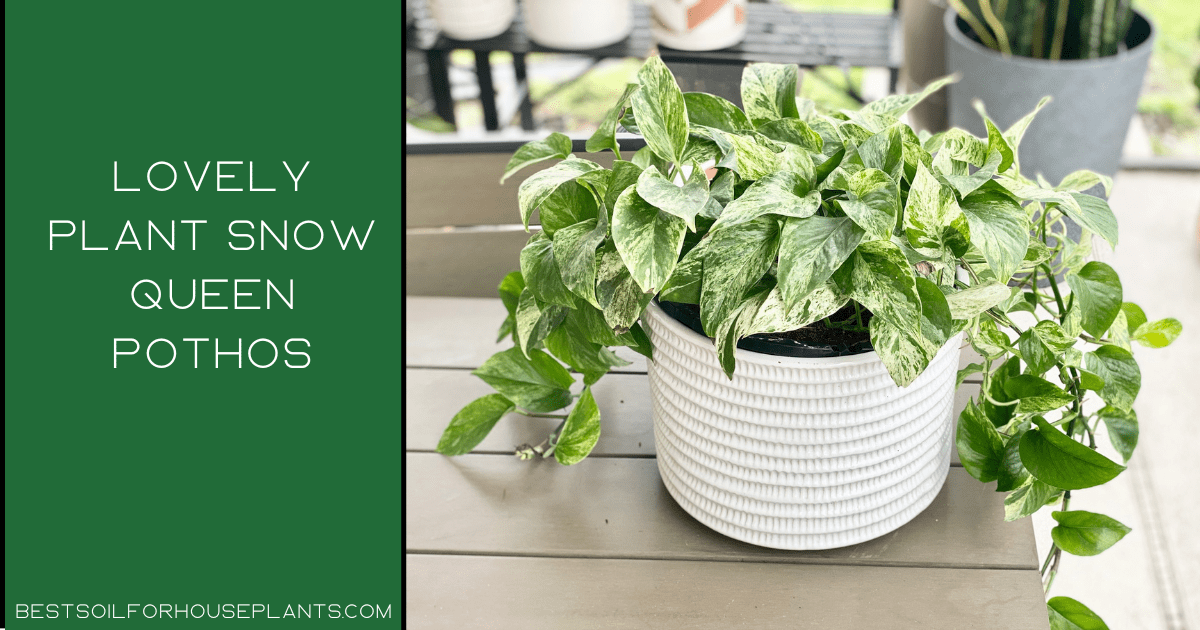 Snow white pothos plant