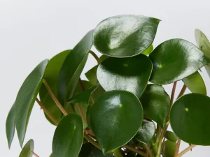 Peperomia Polybotrya Detail 912f6c73 240a 4d74 8cc9 70a6ab4892ee 1080x