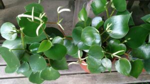 Peperomia polybotrya OeIW8HBCtXV7