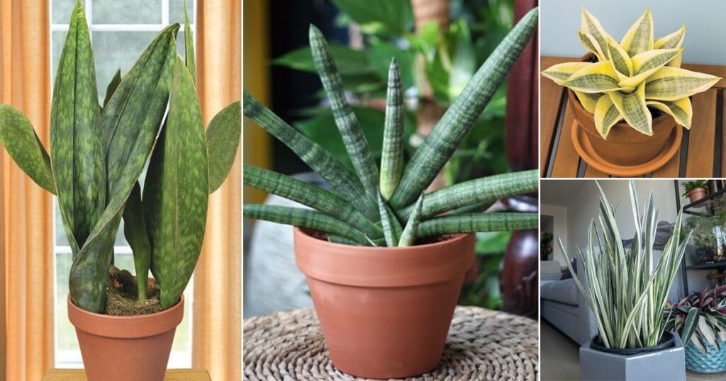 35 Types of Snake Plant Varieties to Grow Indoors1