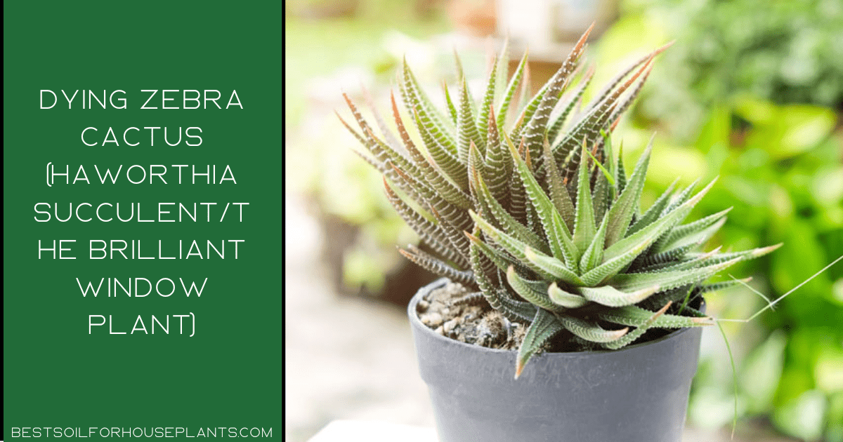 Dying zebra cactus (Haworthia succulentthe brilliant window plant)