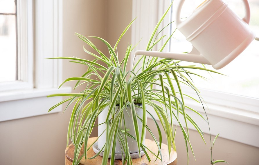 overwatered spider plant