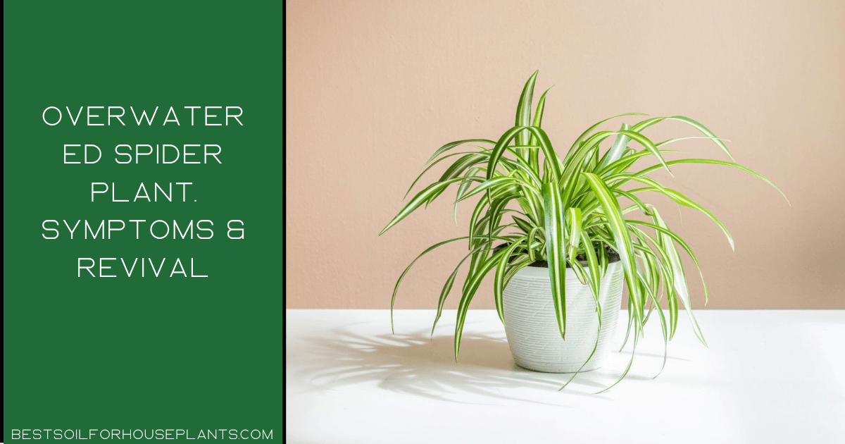 Overwatered spider plant. Symptoms & revival