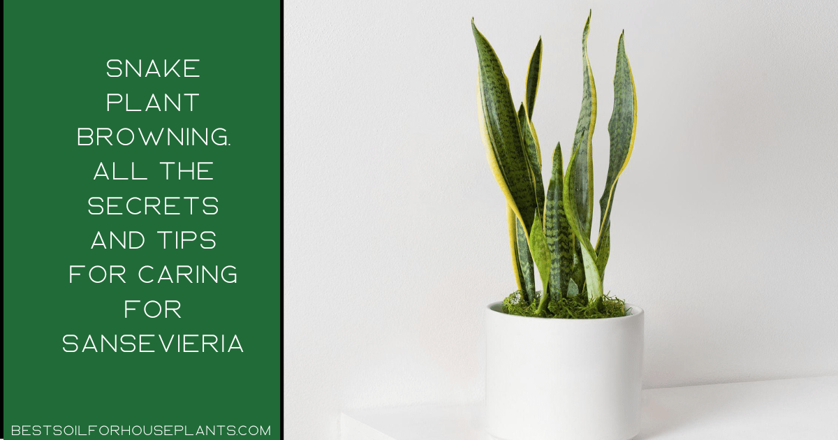 Snake Plant Browning: Helpful Care Tips & Recommendations