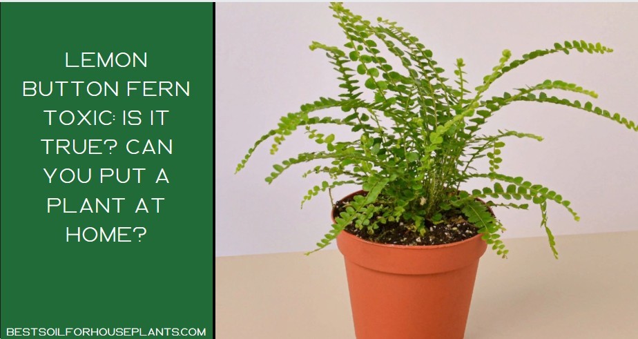 Lemon Button Fern Toxic: Best Interested In The Question