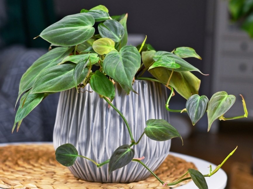 Mature Philodendron micans: Beat features, care, fight