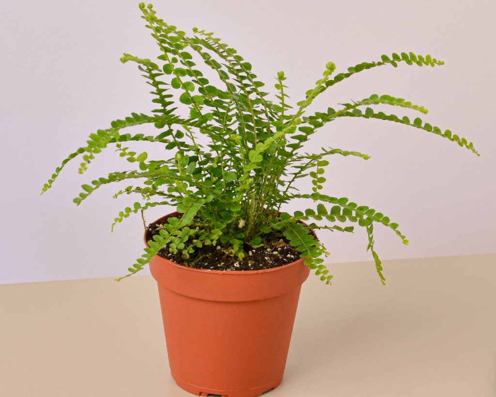 Lemon button fern toxic: Best interested in the question