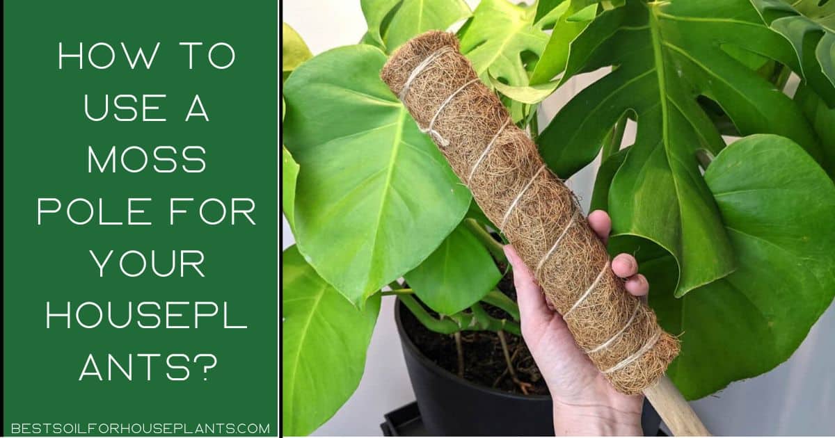 How to use a Moss pole for your houseplants