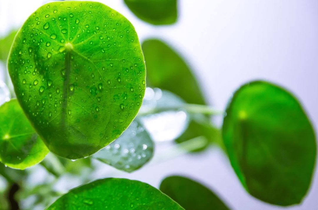 Money Tree Dying. What To Do? 4 Steps