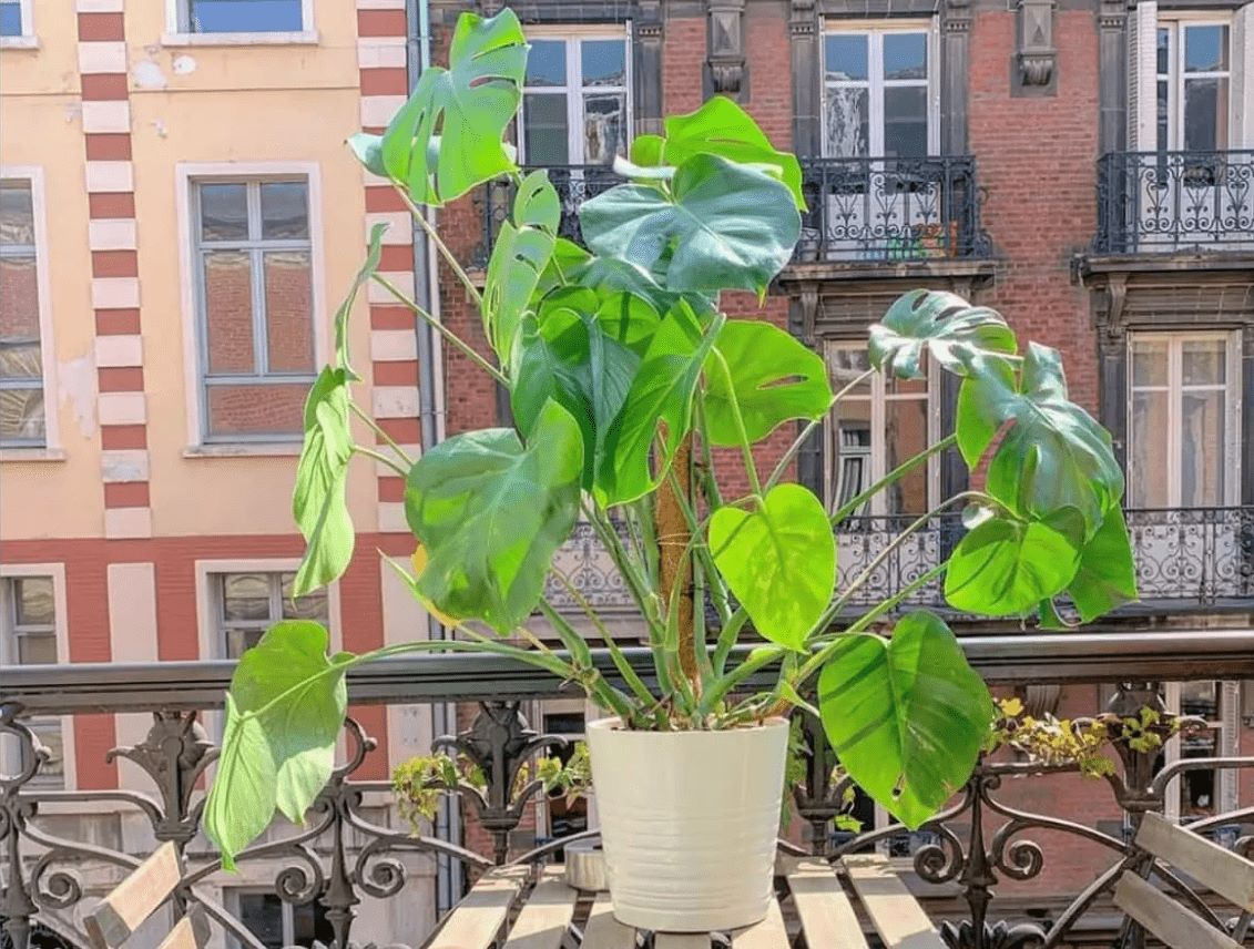 How Much Light Do Monstera Need, 3 Basic