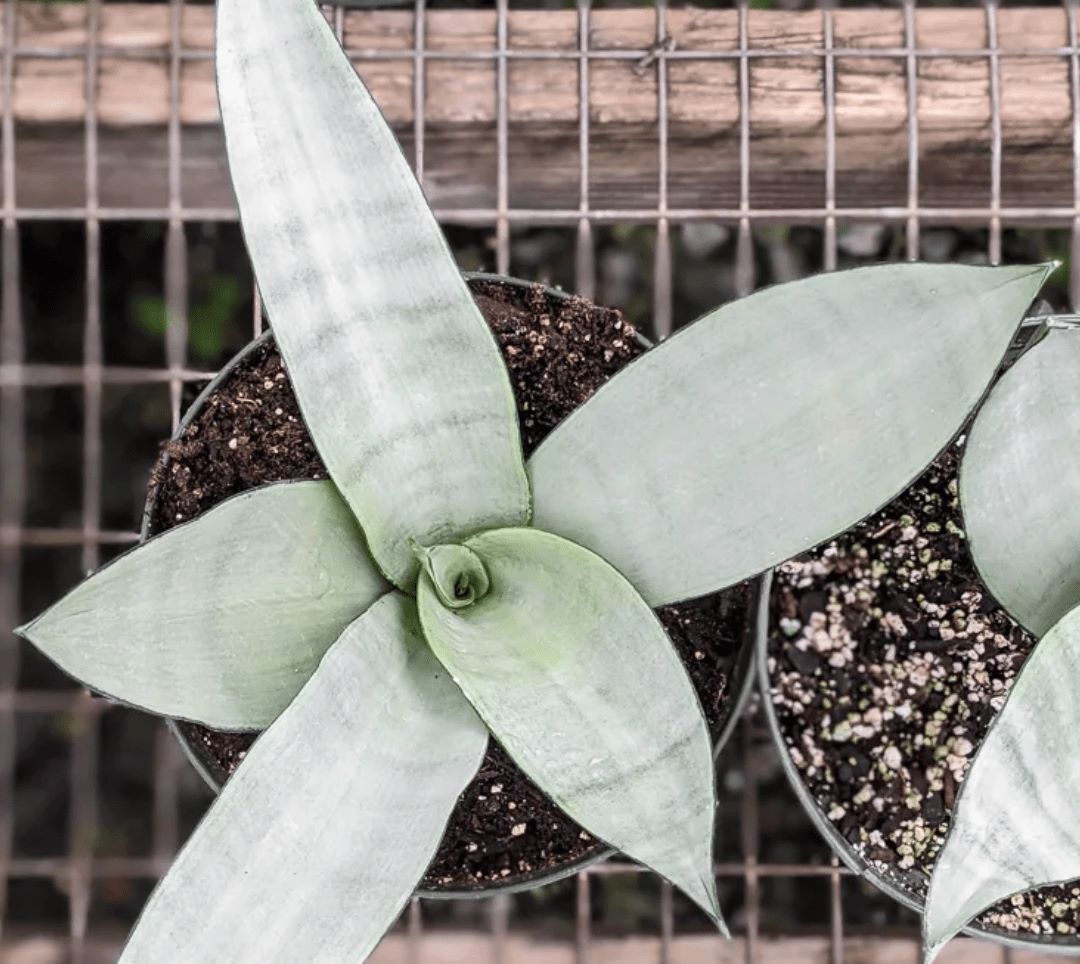 Potting Soil For Snake Plants 3 Best