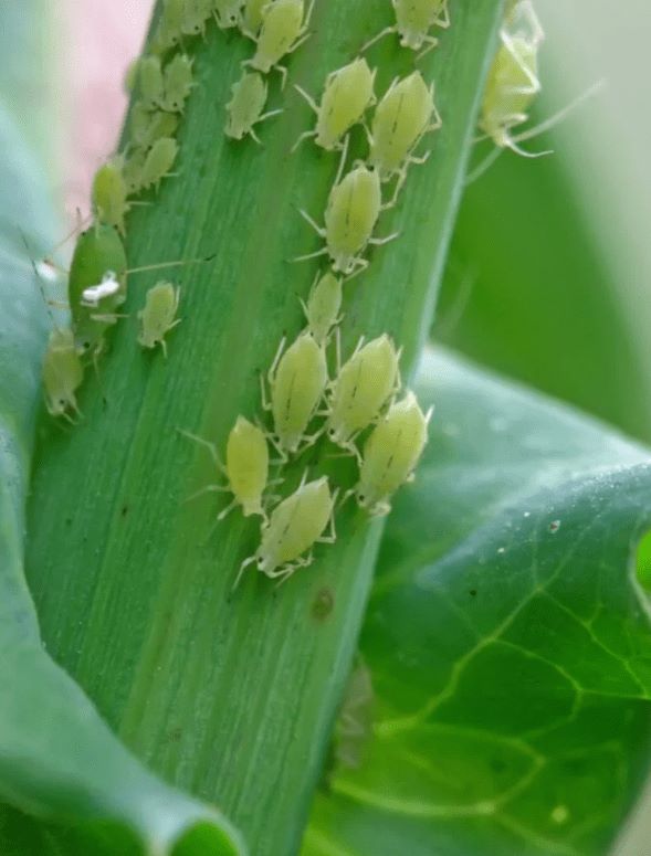 Do indoor plants attract bugs