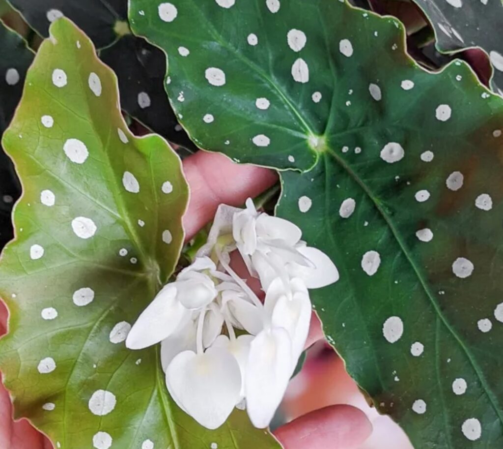 Begonia maculata care