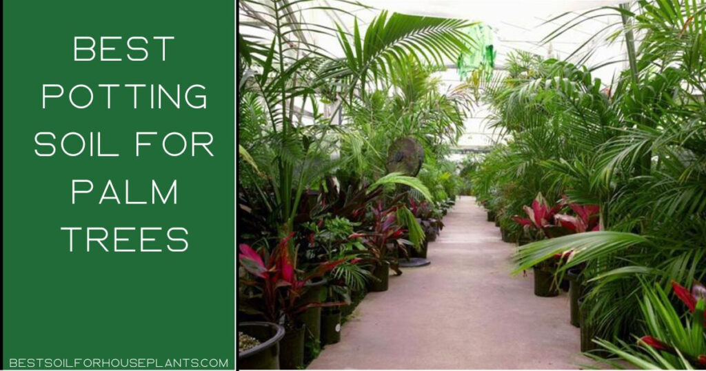 5 Best Potting Soil For Palm Trees