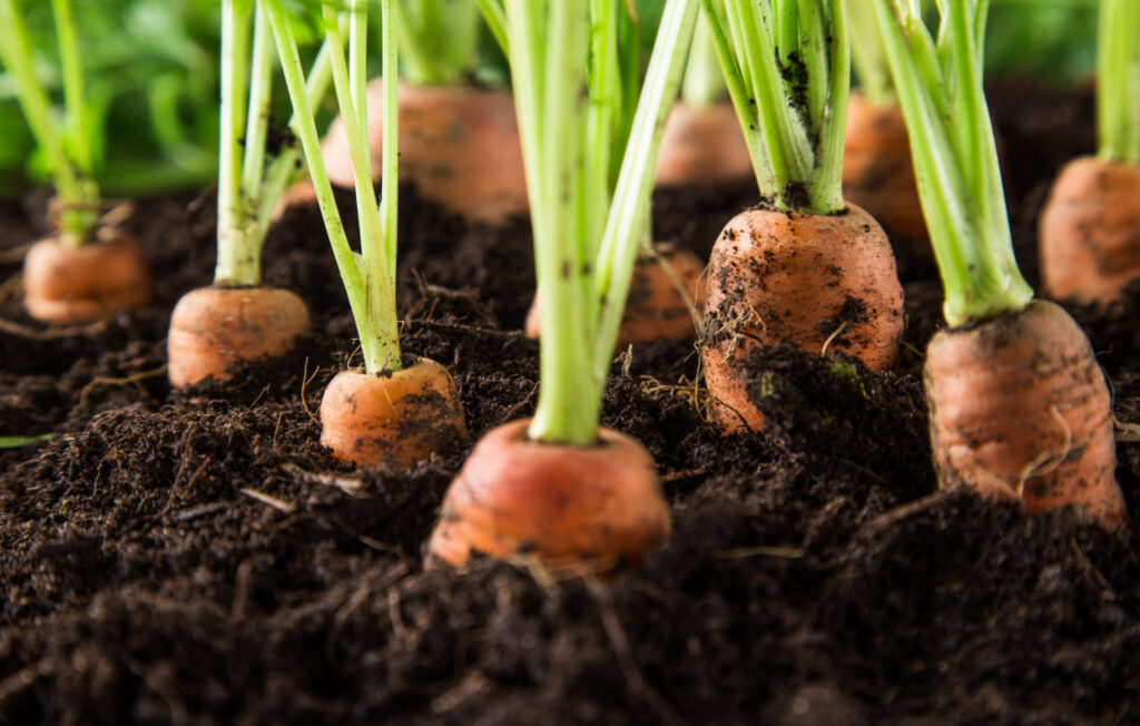 GROWING CARROTS IN POTS ON THE PATIO