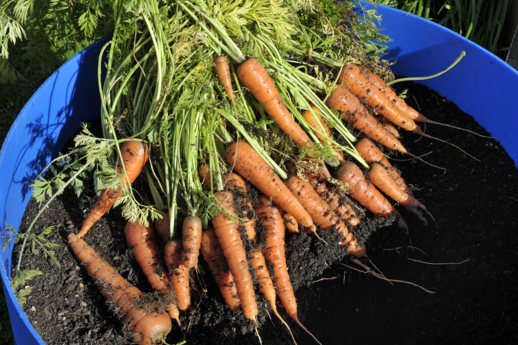 Growing carrots in containers