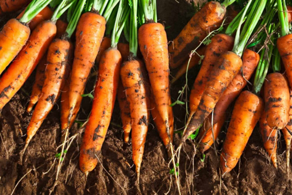 Growing carrots in containers 2