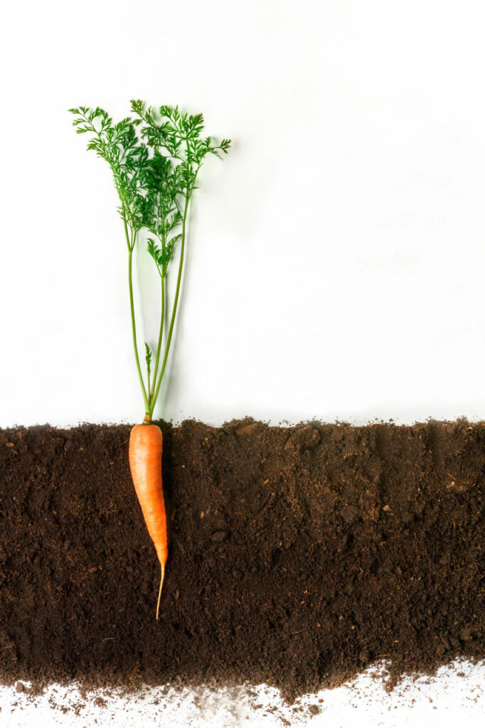 HOW BIG SHOULD MY CARROT POT BE?