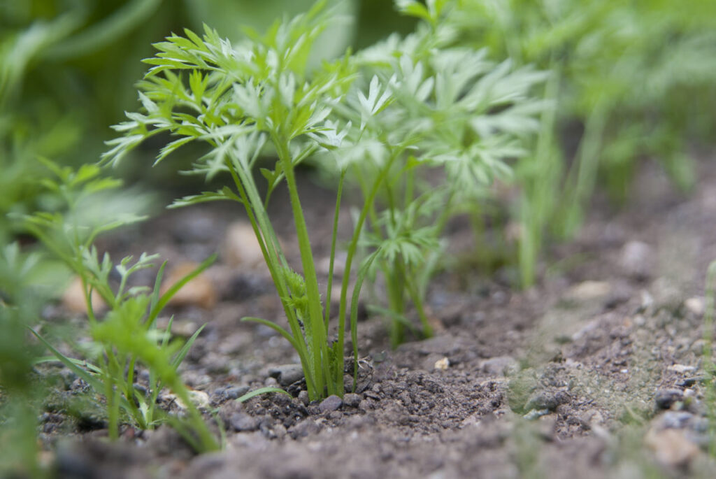 How to harvest carrots in containers