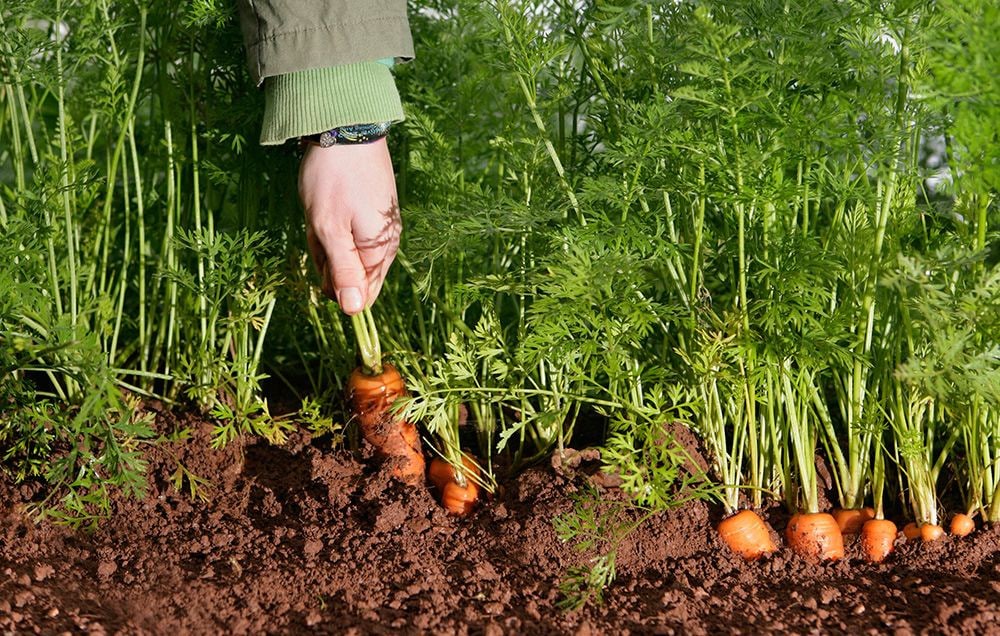 How to plant carrots