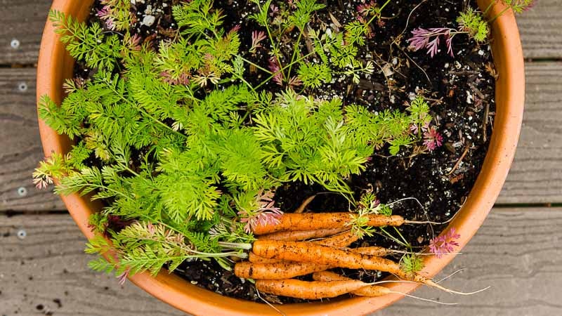 Planting carrots in containers