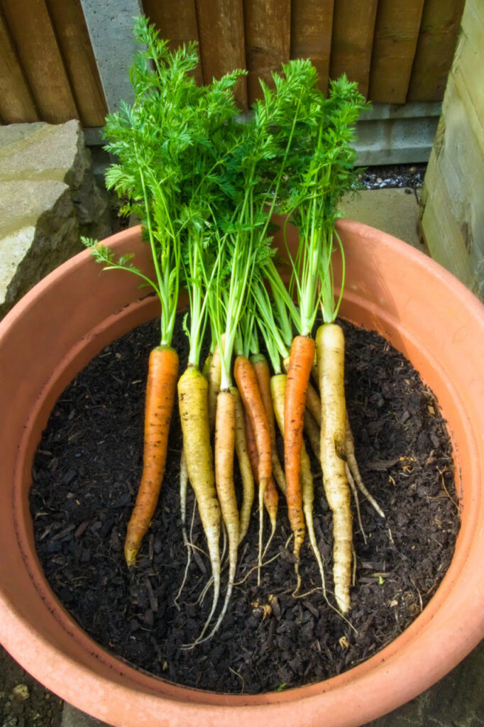 THE DISADVANTAGES OF GROWING CARROTS IN POTS