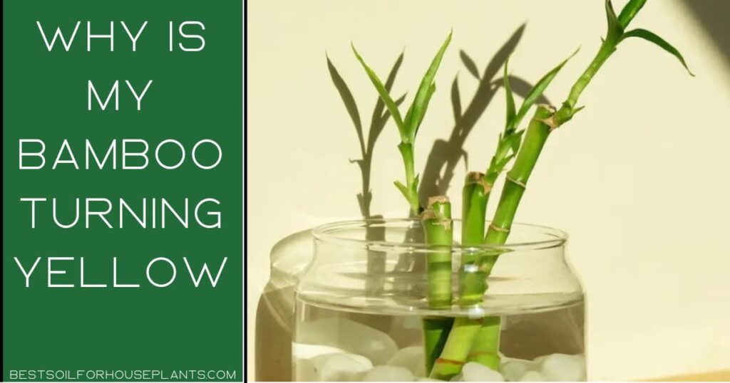 Why Is My Bamboo Turning Yellow, 6 Basic