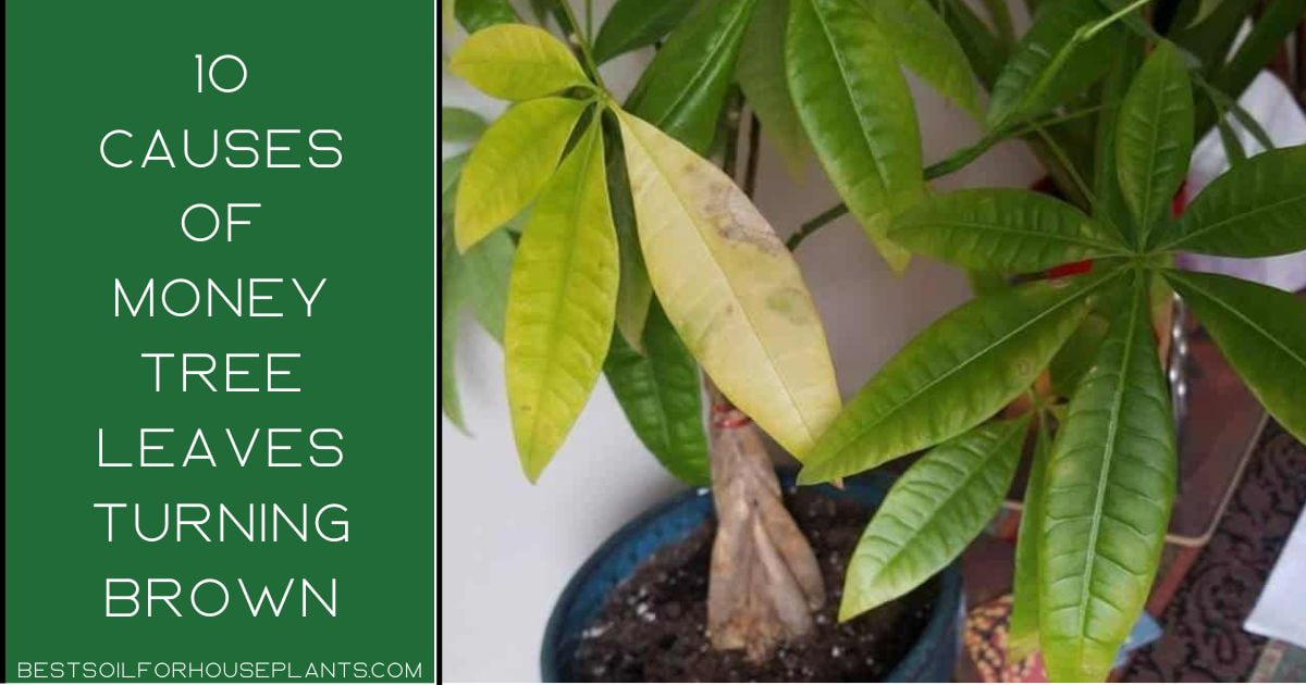 10 Causes of Money Tree Leaves Turning Brown