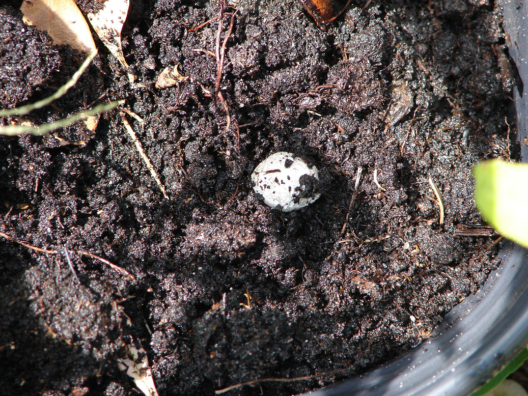 Spider Eggs In Plant Soil