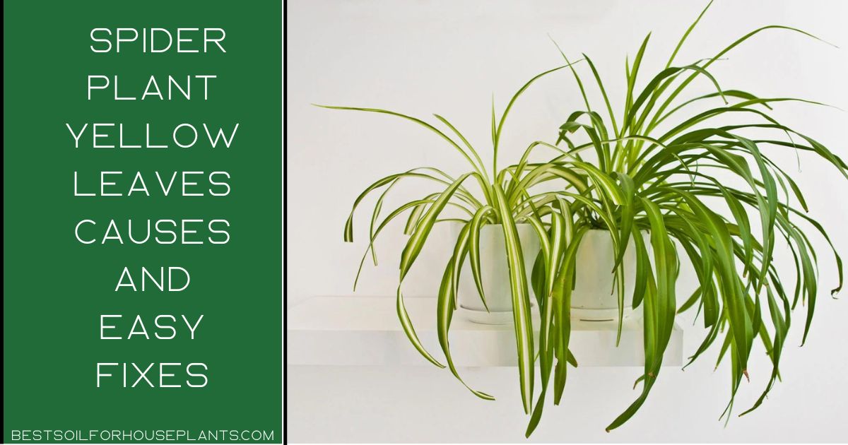 Spider plant yellow leaves Causes and Easy fixes